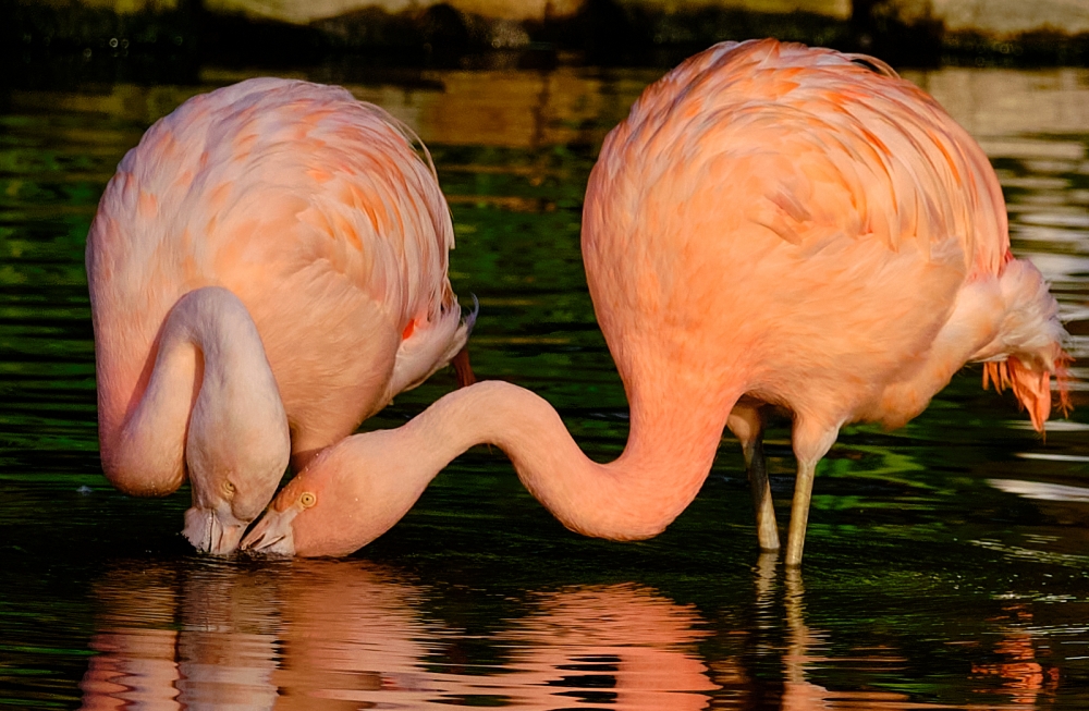 3rd In the pink by Eddie Lord